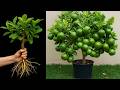 🍋‍🟩 Best Skills how to grow lime tree from cutting in pot | How to grow lime tree