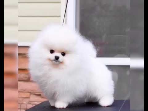 Pet shop in turkey istanbul (pomeranian dog puppies) - YouTube