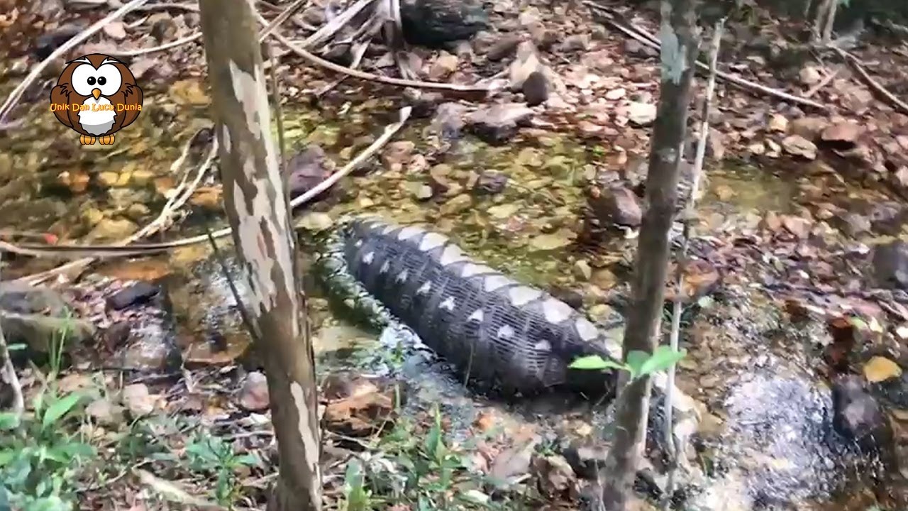 Ular Piton Perut Besar Ditemukan Pinggir Hutan, Kira-Kira Makan Apa Ya? - YouTube