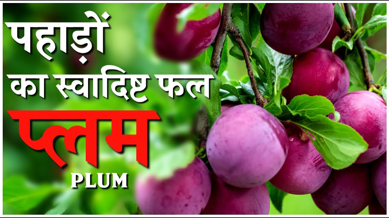 PLUMFamous Fruit Of Uttarakhand पहाड़ों का स्वादिष्ट फल प्लम