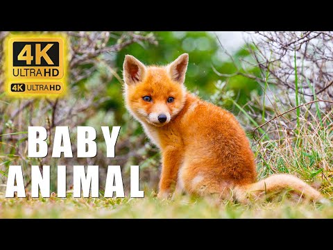 Baby Animals 4K - Amazing World Of Young Animals | Scenic Relaxation Film