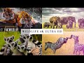 Baby Animals 4K - Amazing World Of Young Animals Mp3 Song