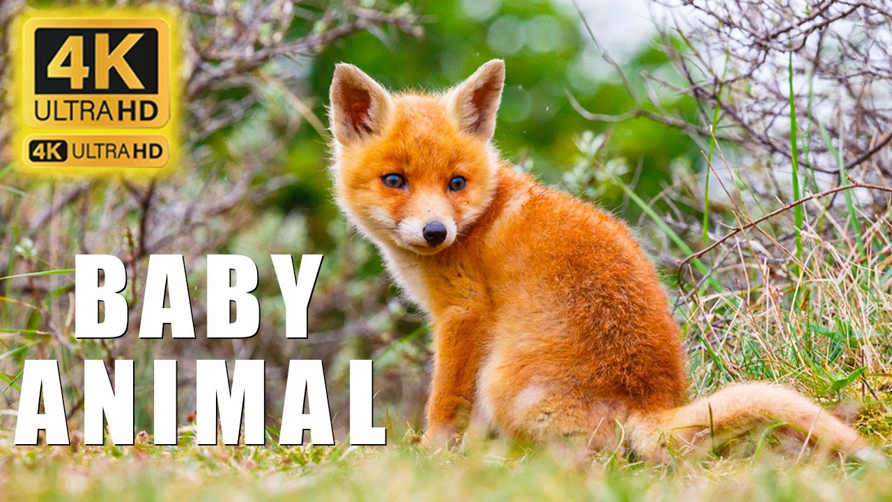 baby animal wallpaper hd