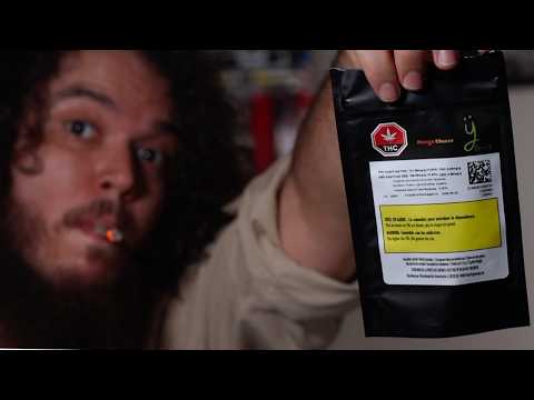 Bang for Your Buck? | The Terp Hunter Ep. 4 ft. Mango Cheese by Green Joy