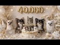 【感謝】チビファミリー40,000人になりました🐾