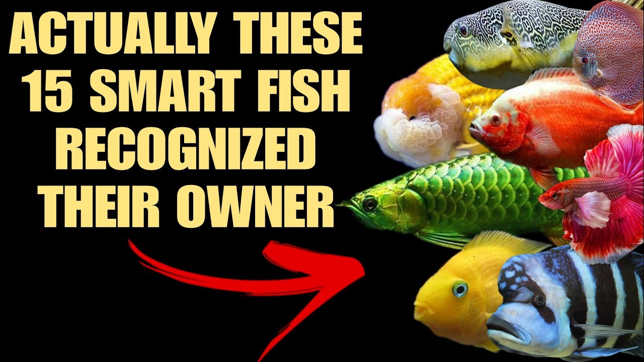 Over Smart Fish Actually These 15 Smart Home Aquarium Fish Recognized Their Owner - YouTube