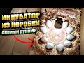 Инкубатор из КОРОБКИ своими руками! ИНКУБАЦИЯ КУРИНЫХ ЯИЦ.