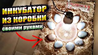 Инкубатор из КОРОБКИ своими руками! ИНКУБАЦИЯ КУРИНЫХ ЯИЦ.