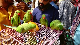 The Lalukhet Birds Market June-6-2021 Latest Updates