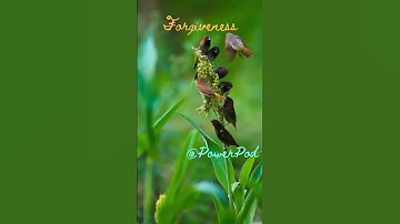 "Forgiveness: The Key to Inner Peace 💛" #quotes #shorts