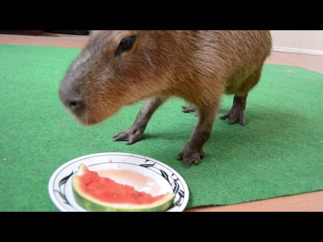 Capybara and watermelon.