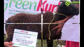 Kambing Qurban Online, Harga Sapi Qurban 2015 Bandung, Qurban Online Jakarta Green Kurban