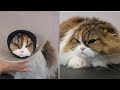 This Scottish Fold cat at the groomer will shock you