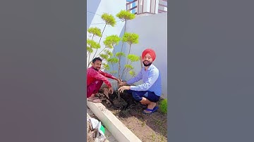 Oxygen SaveEarth Plant Trees #youtubeshorts #virilvideo #Oxygen #saveearth #plants