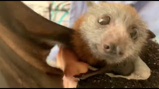 Baby flyingfox has some Maggie time:  this is Hungry Hippo