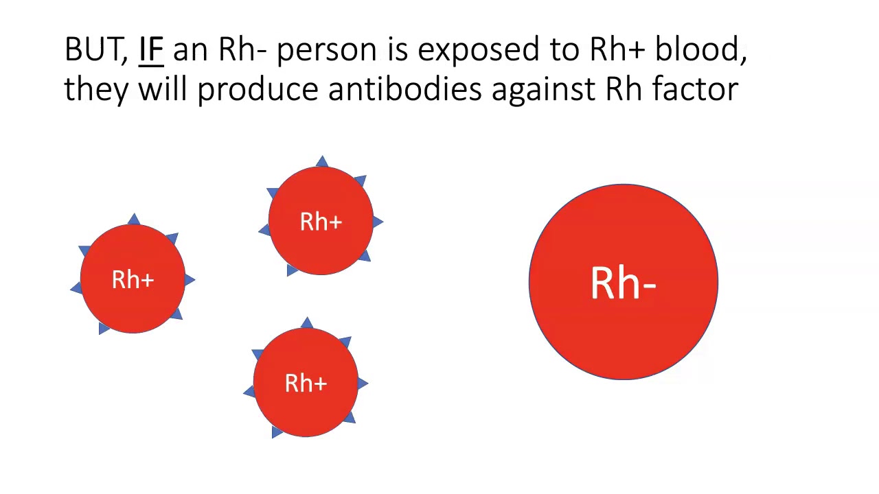 Rh Factor YouTube Rh Factor YouTube