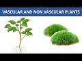 Vascular and Non-Vascular Plants Quiz