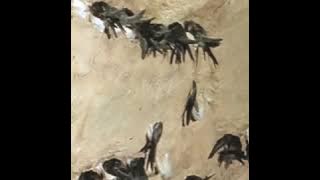 Download lagu (FREE) SUARA ASLI KOLONI WALET