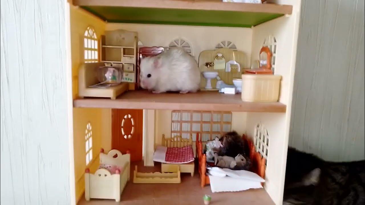 В домике!! ХОМЯК !1 ======0))))00) - YouTube