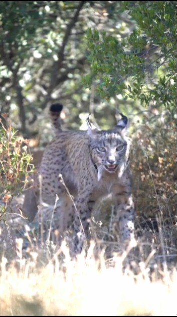 Suara kucing hutan #animals #hewansuara #animalkingdom #wildlife #suarahewan #suarabinatang