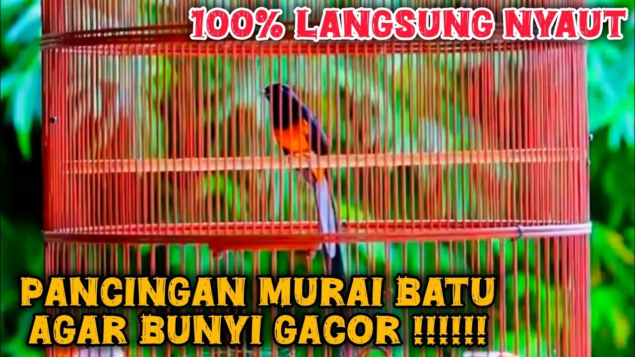 Pancingan murai batu agar bunyi Gacor !!! #murai #pancinganmuraiagarbunyi #suaramuraibatu 