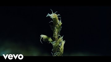 Ólafur Arnalds - New Grass