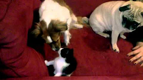 Otis and Ramona meet Maynard (clean version)