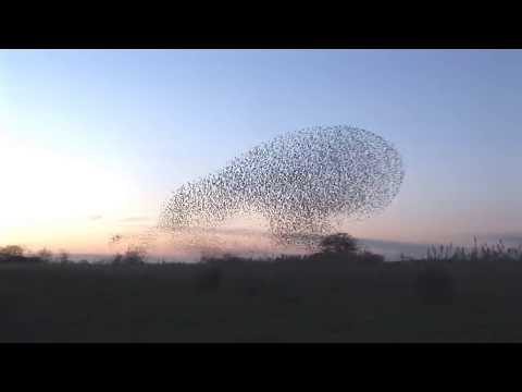 Video: Come si chiama uno stormo di corvi?