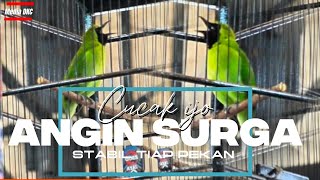 Download lagu CUCAK IJO ANGIN SURGA STABIL TIAP PEKAN‼️BESUTAN MR AHMAD BINTARO