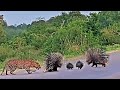 Porcupine Parents Protect Babies from Leopard