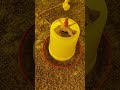 Poultry farm bussiness Day 1😍 19/40 #short #shortvideo #poultry-farming #bussiness #kamranvlogs10