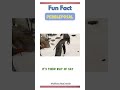 “Pebbleposal” — Penguins Propose with Pebbles!