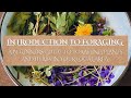A Beginners Guide to Foraging || The Ethics of Foraging || Foraging for Wild Plants in Your Area