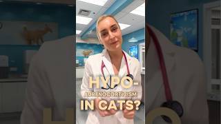 🐾Hypoadrenocorticism In Cats?