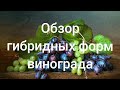 Обзор гибридных форм винограда, среднего срока созревания.