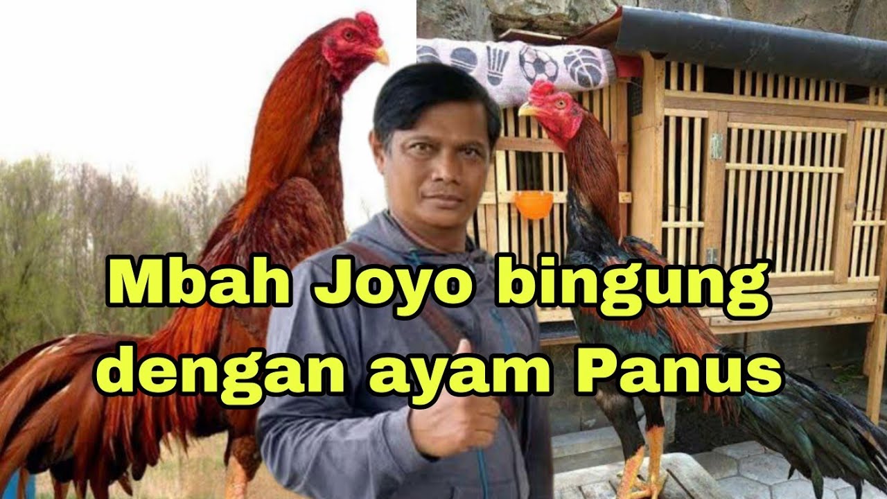 Mbah Joyo bingung dengan ayam Panus.