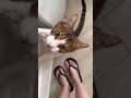Purrs and pranks 149 funny purr pets