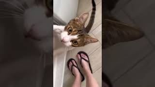 Purrs And Pranks #149 #funny #purr #pets