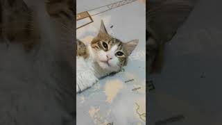 Bu nazlar hep aşıdan💖😻#funnyvideo#kediaşkı#tekir#cat by EFULİNİN CANLARI 20 views 7 days ago 1 minute, 27 seconds