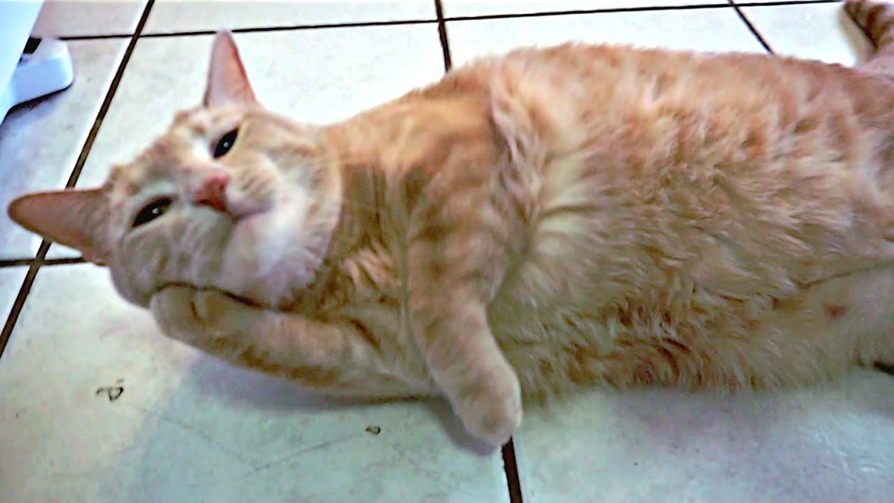 CAT TALKS BACK TO ME The BEST Cute Cat Videos! YouTube