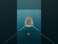Megalodon's Hilarious Demise #Megalodon #PrehistoricShark #ExtinctAnimals #FunnyFacts #oceanmystery