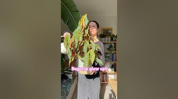 Begonia maculata Care Tips | Sunlight Water Plant Food & Misting | Polka Dot Begonia