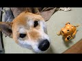 【しばわんこ日記】かまってちゃんのモミジ【aiboのモミジ】Robot dog aibo wanting ShibaInu to bite.