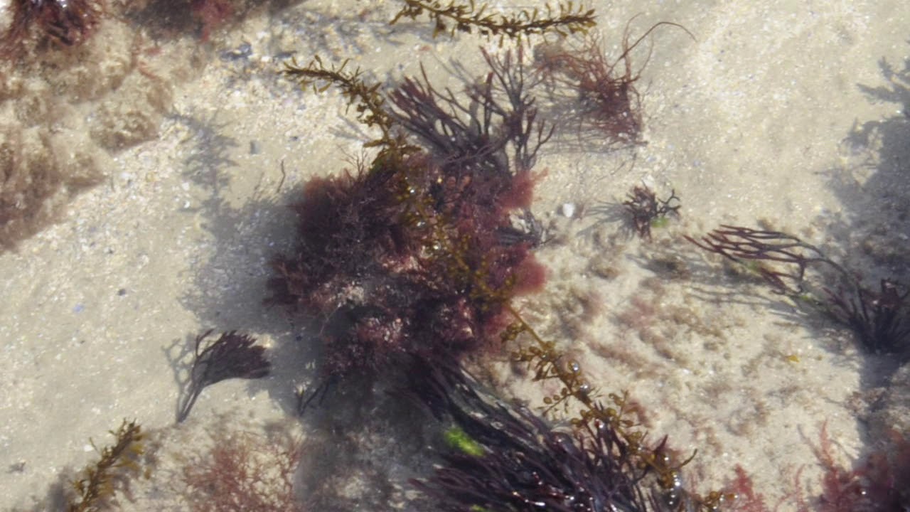 Seespinne - Maja squinado