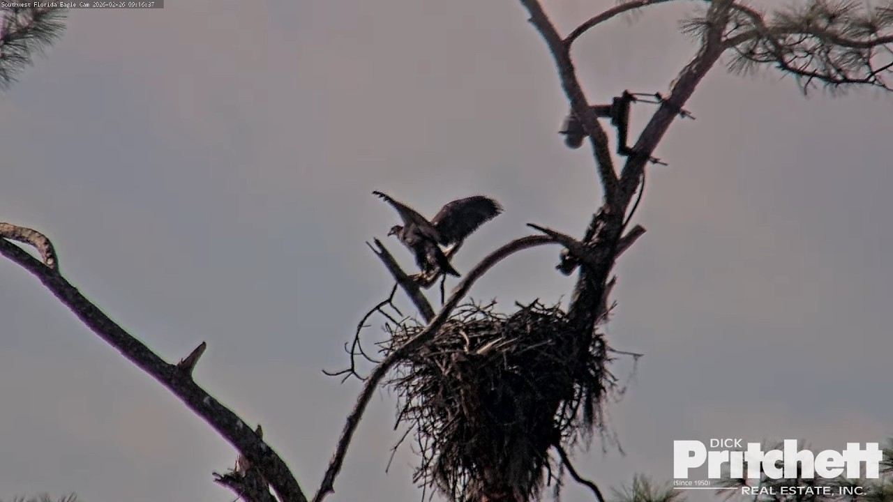 SWFL. Congratulations to E26! 🥳He branches the first time 69 days old! / 09:11/  2026-02-26