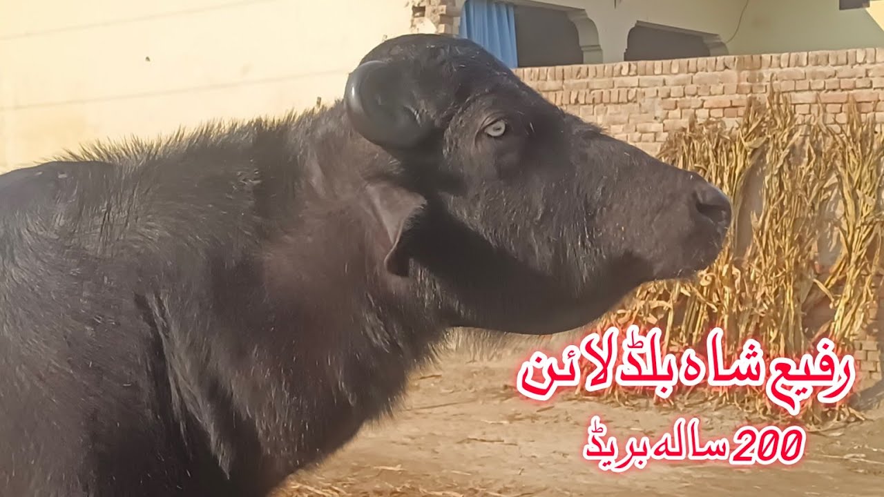 World Biggest nili Ravi Buffalo's Bull for sale in Punjab Pakistan on YouTube 