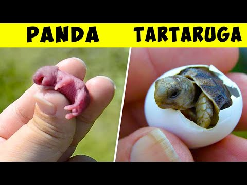 Vídeo: Que Tipo De Animal Pode Ser Mantido Em Casa Se Houver Um Bebê