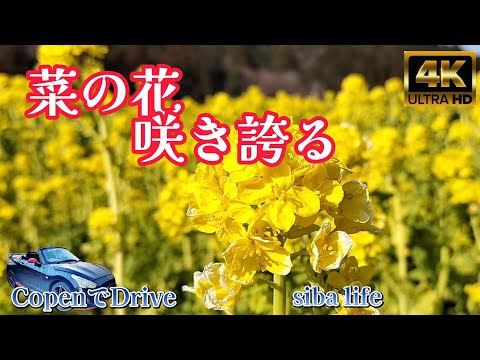 【4K】満開の菜の花、A field of fully bloomed rapeseed flowers..2025.2.15 sibaライフ Copen