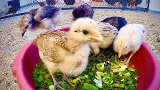 أحسن طريقة تكبر بها الدجاج البلدي فوق سطح المنزل بسرعة و بصحة جيدة/how to get healthy chicks .