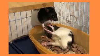 Лапки вверх)) крыс Казимир сдается